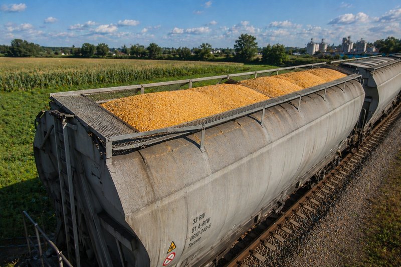 An open freight car is loaded with grain and stands in front of a cornfield.